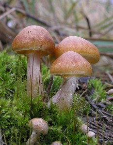 HypholomaFascicularePA290029.jpg