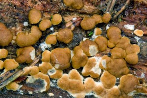 hypocrea rufa_dm_10.jpg