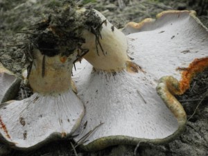 Hypomyces lateritius 2.JPG
