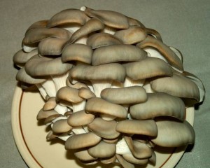 Im013358.jpg