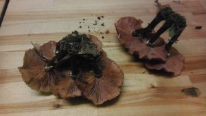 IMAG0169.jpg