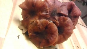 IMAG0171.jpg