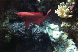 img049.jpg