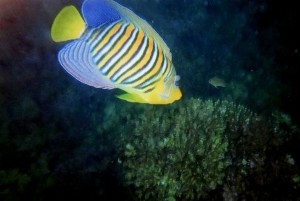 img068.jpg
