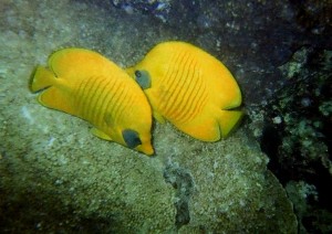 img069.jpg