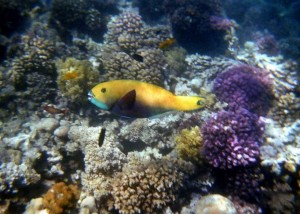 img082.jpg