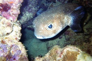 img083.jpg
