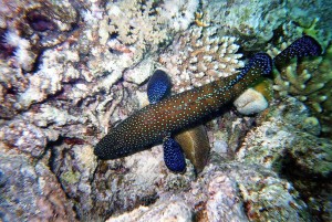 img086.jpg