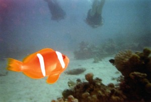 img125.jpg