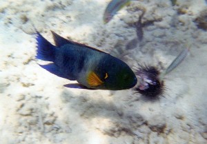 img148.jpg