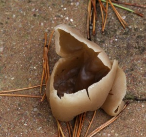 img2.jpg