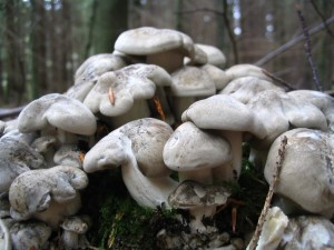 IMG_0010.jpg
