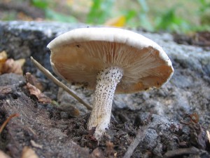 IMG_0022a.jpg