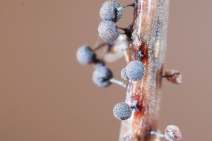 IMG_0031_800.jpg