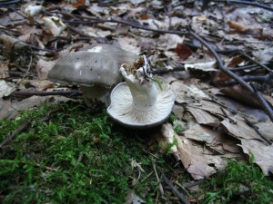 IMG_0042.jpg