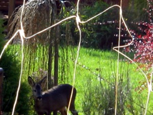 IMG_0047.jpg