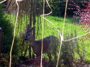 IMG_0049.jpg