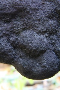 IMG_0092.jpg
