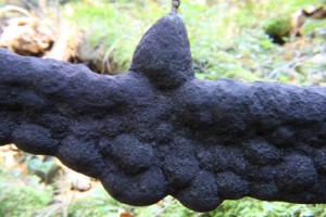 IMG_0093.jpg