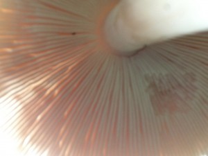 IMG_0173.jpg