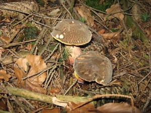 IMG_0199.jpg
