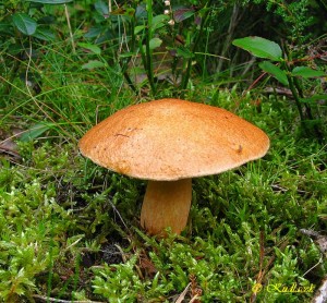 IMG_0236.jpg