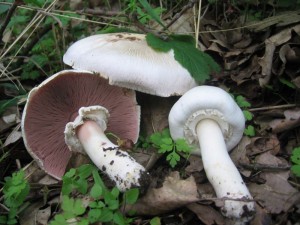 IMG_0243.jpg
