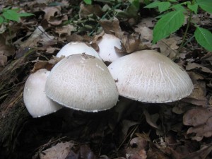 IMG_0247.jpg
