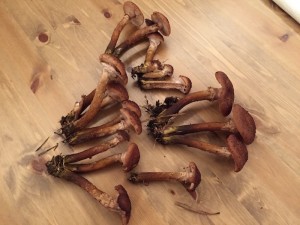 IMG_0296.jpg