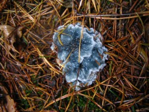 IMG_0353.JPG
