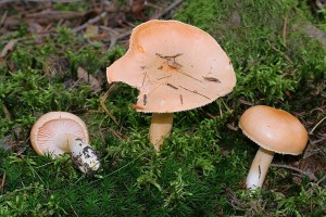 IMG_0434.jpg