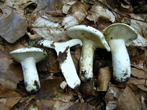 IMG_0462.jpg
