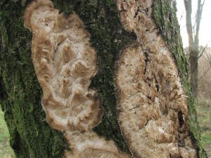 IMG_0462.jpg