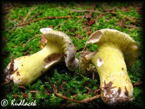 IMG_0462.jpg