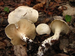 IMG_0640.jpg