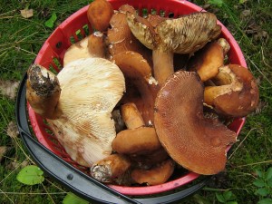 IMG_0707.jpg