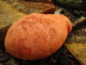 IMG_0710.jpg
