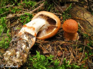IMG_0752.jpg
