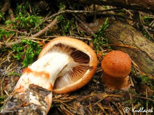 IMG_0753.jpg