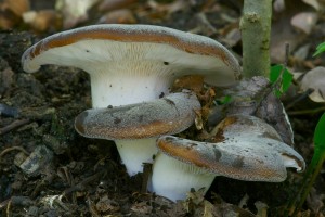 img_0777.jpg