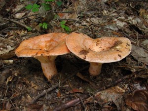IMG_0878.jpg