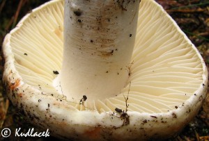 IMG_0882.jpg