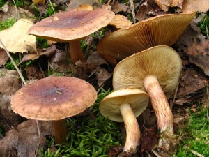 IMG_0883.jpg