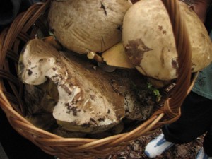IMG_0921.jpg