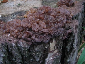 IMG_0953.jpg