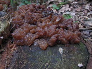 IMG_0955.jpg