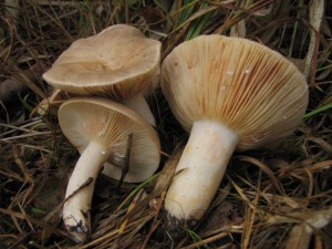 IMG_1005.jpg