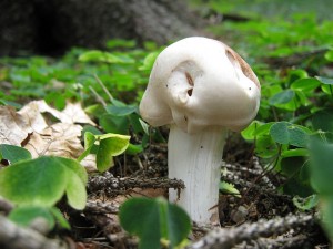 IMG_1023.jpg