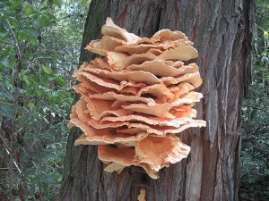 IMG_1045.jpg
