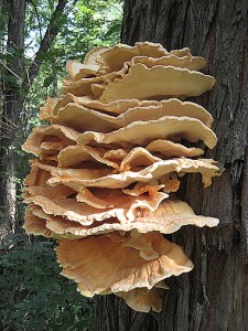 IMG_1046.jpg